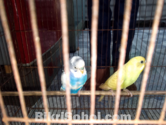 বাজিগর পাখি